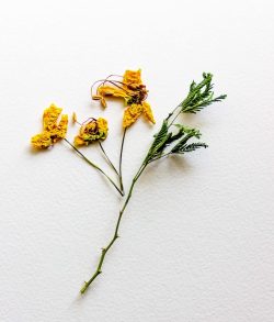 Herbarium getrocknete Blüte